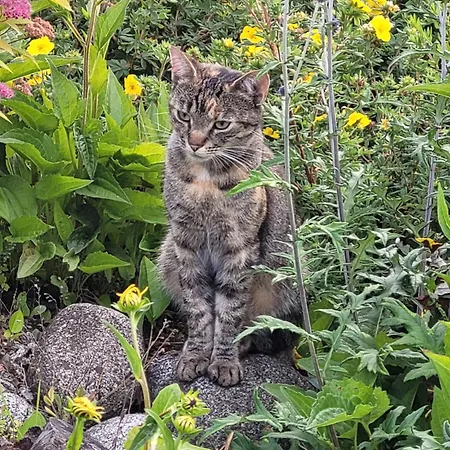 Privat Luna - Vysoke Tatry Daire