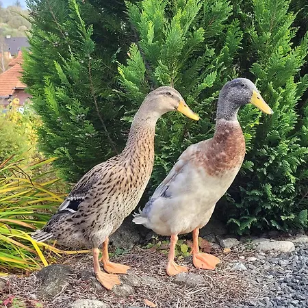 Privat Luna - Vysoke Tatry *